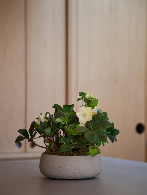 Patt Planting Bowl